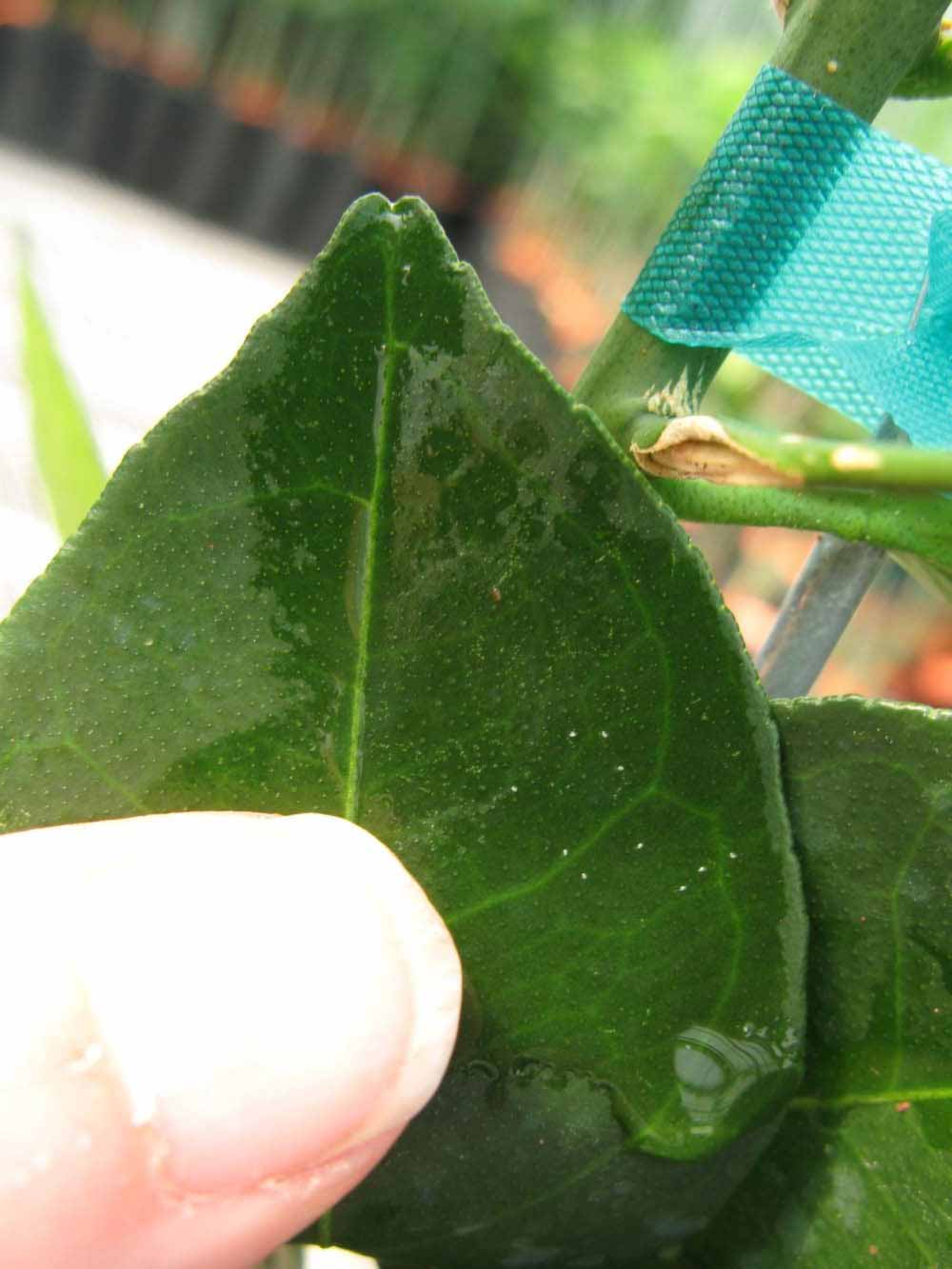              Margin (Phillip Rucks Citrus Nursery, Frostproof, FL)       